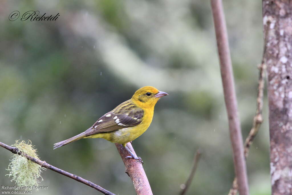 Flame-colored Tanager female adult, identification