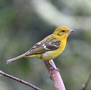 Flame-colored Tanager