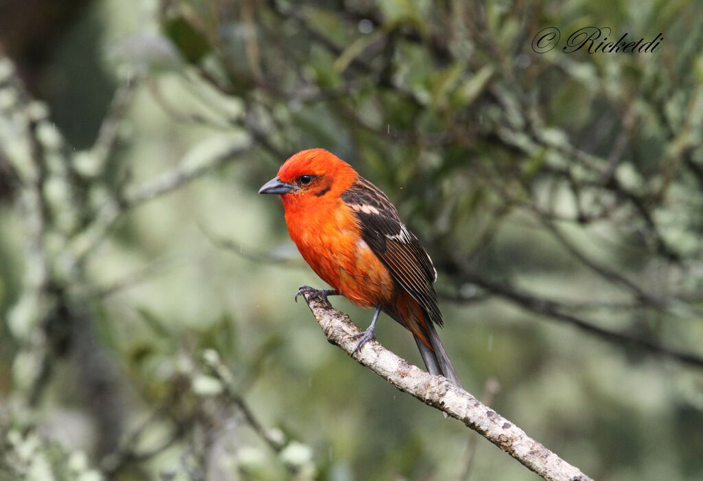 Flame-colored Tanager