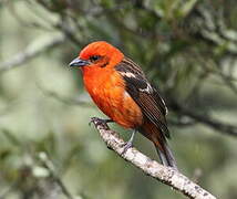 Flame-colored Tanager