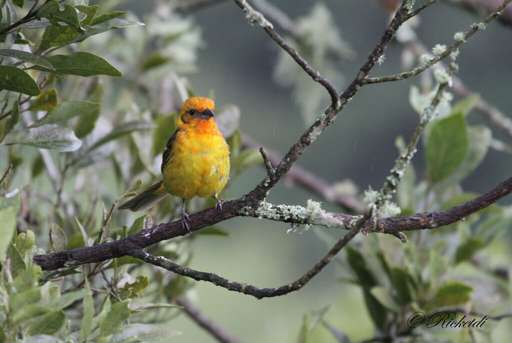 Flame-colored Tanager