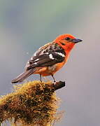 Flame-colored Tanager