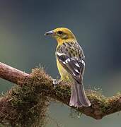 Flame-colored Tanager