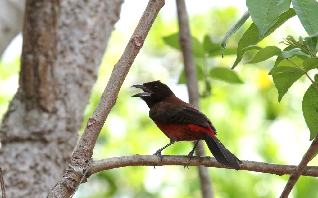 Tangara à dos rouge femelle