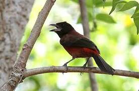 Crimson-backed Tanager