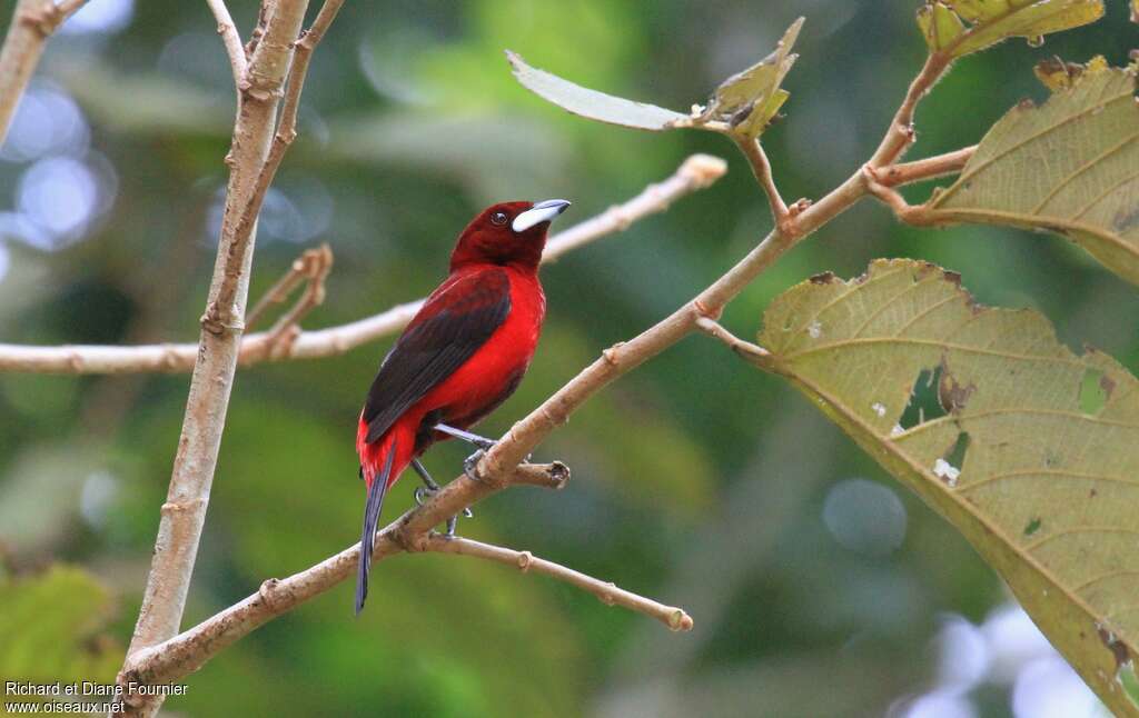 Tangara à dos rouge mâle adulte, identification