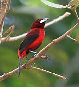 Crimson-backed Tanager