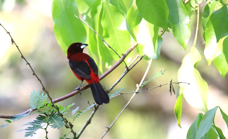 Crimson-backed Tanager male