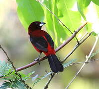 Crimson-backed Tanager