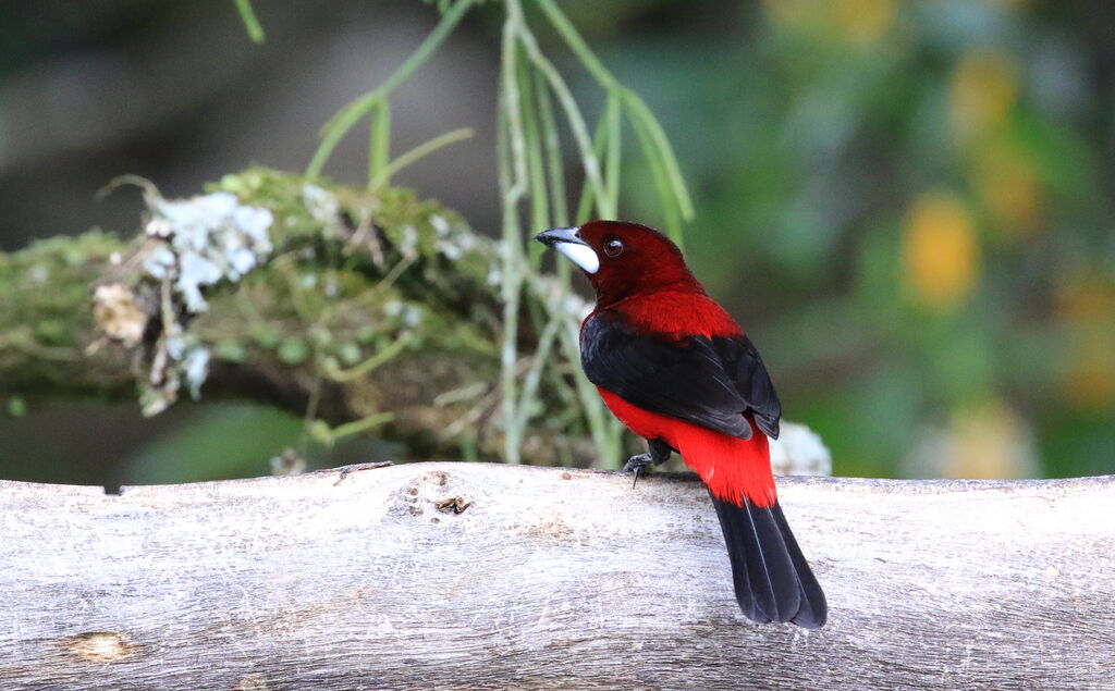 Tangara à dos rouge