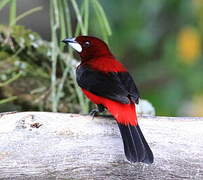 Crimson-backed Tanager