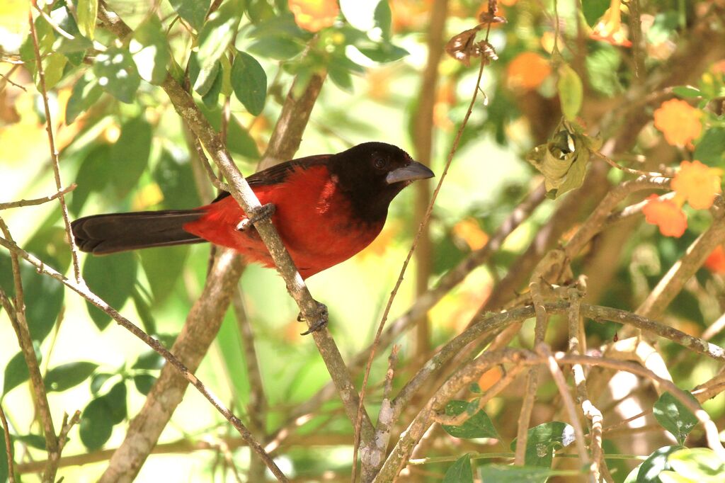 Tangara à dos rougeimmature