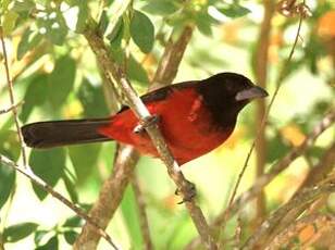 Tangara à dos rouge