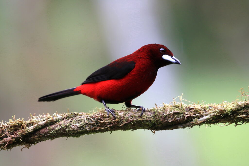 Tangara à dos rouge mâle