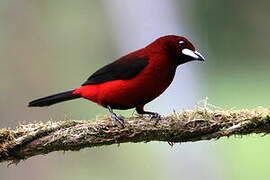 Crimson-backed Tanager