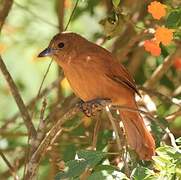 White-lined Tanager