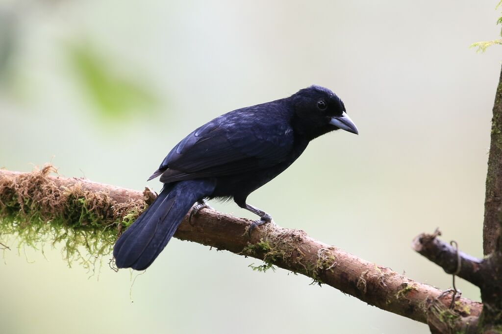 White-lined Tanager