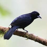 White-lined Tanager