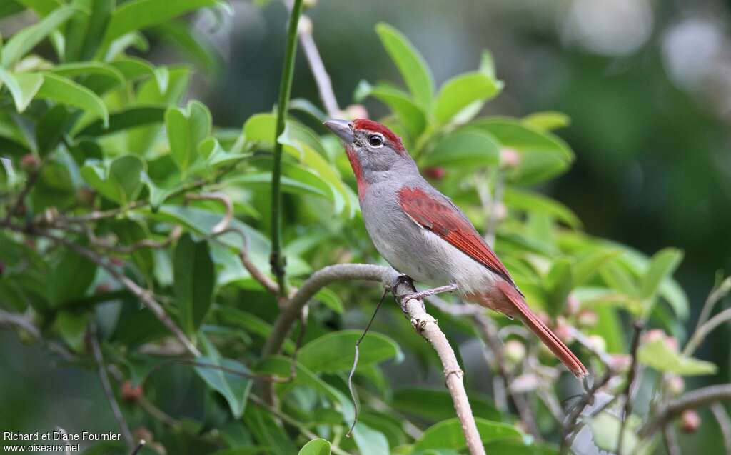 Rose-throated Tanager, identification