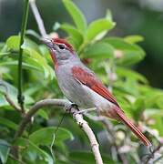 Rose-throated Tanager