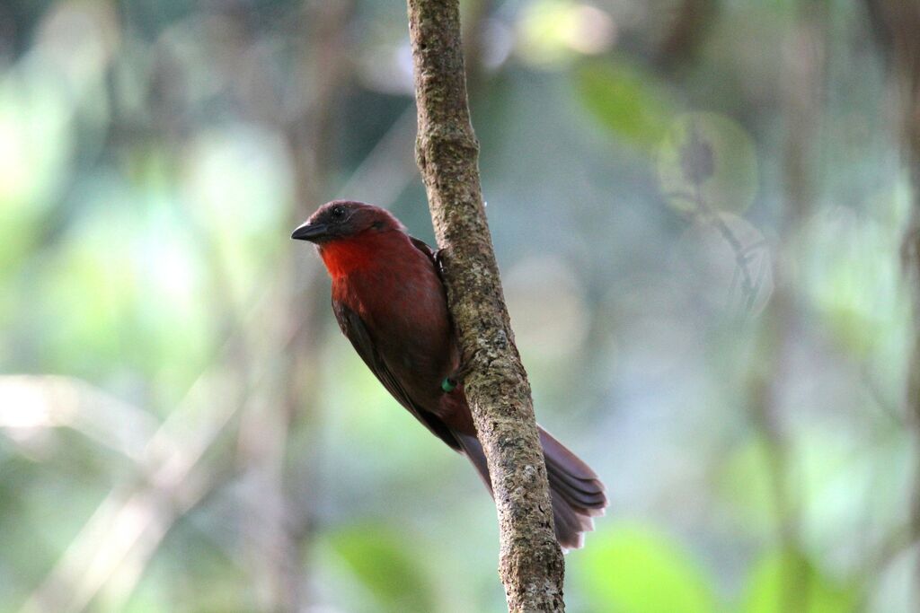 Tangara à gorge rouge