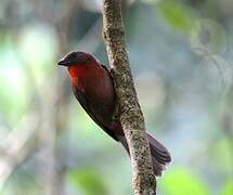 Red-throated Ant Tanager