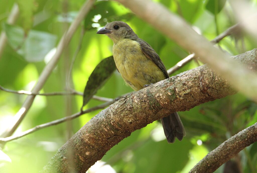 Red-throated Ant Tanager female