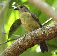 Red-throated Ant Tanager