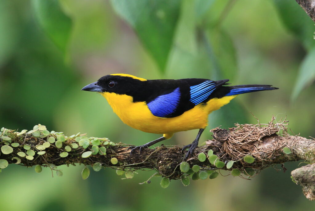 Blue-winged Mountain Tanager