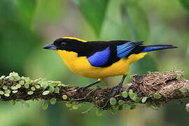 Blue-winged Mountain Tanager