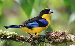 Blue-winged Mountain Tanager