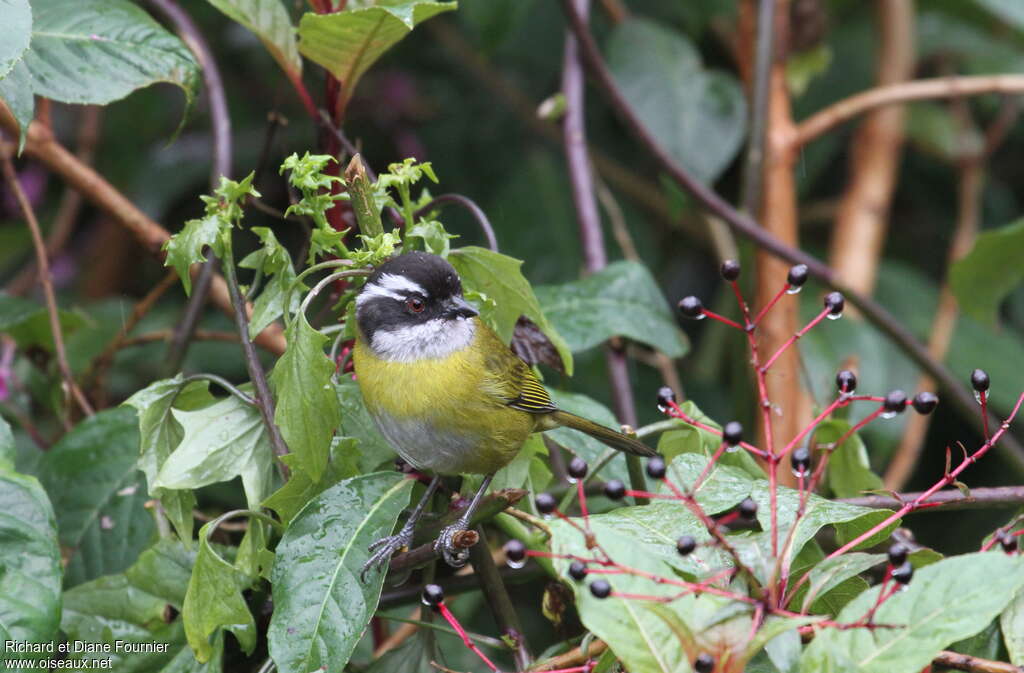 Sooty-capped Chlorospingusadult, habitat, pigmentation