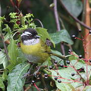 Sooty-capped Bush Tanager