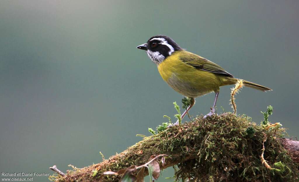 Sooty-capped Bush Tanageradult, identification