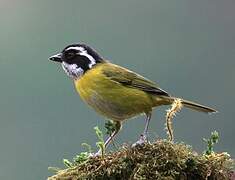 Sooty-capped Bush Tanager