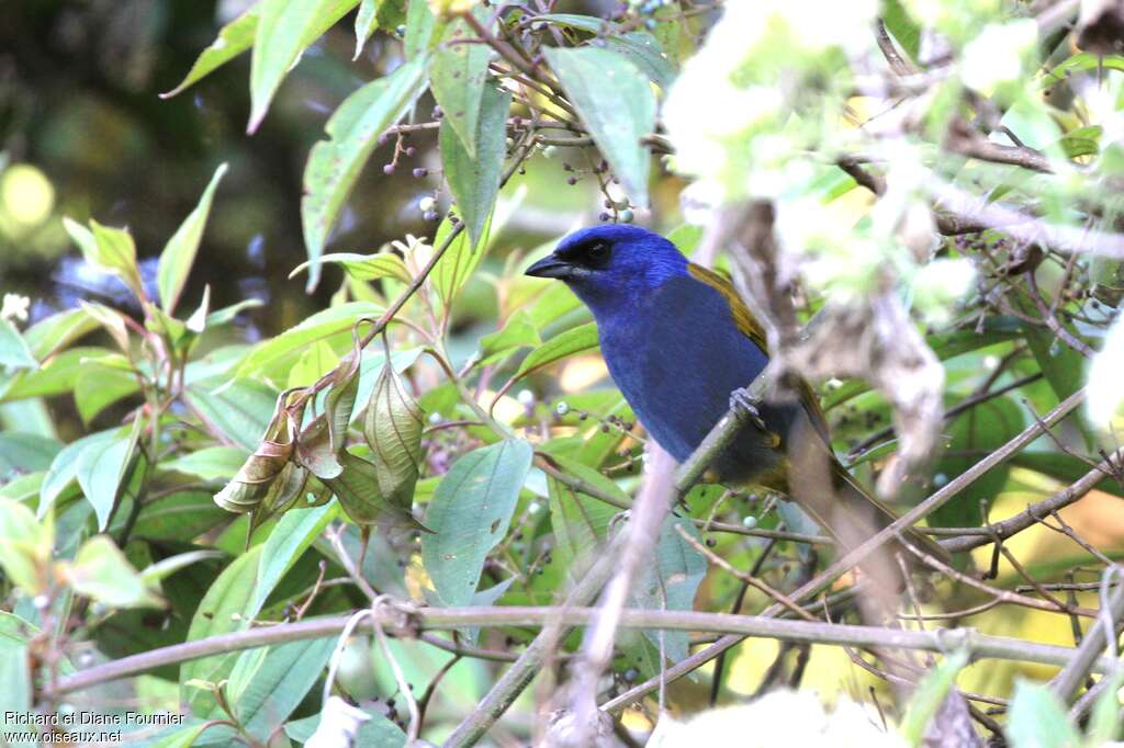 Blue-capped Tanageradult, habitat, pigmentation