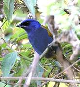 Blue-capped Tanager