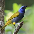Tangara à tête bleue