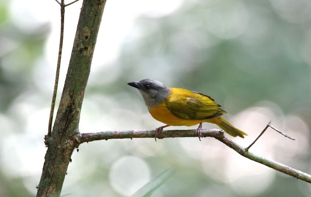 Grey-headed Tanager