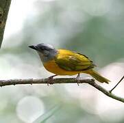 Grey-headed Tanager