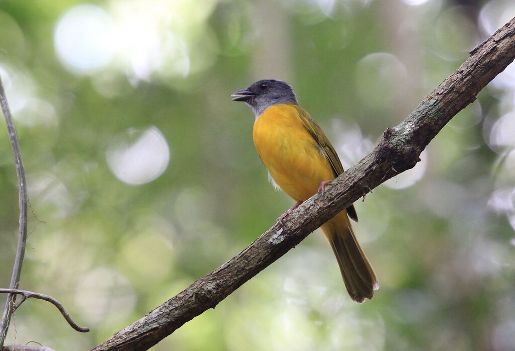 Grey-headed Tanager