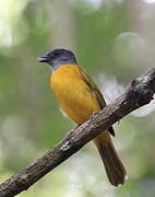 Grey-headed Tanager