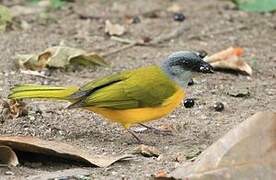 Grey-headed Tanager