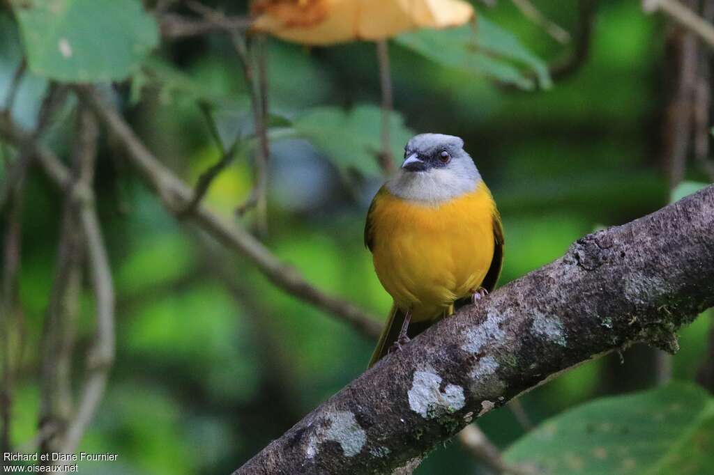 Grey-headed Tanageradult