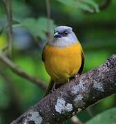 Grey-headed Tanager