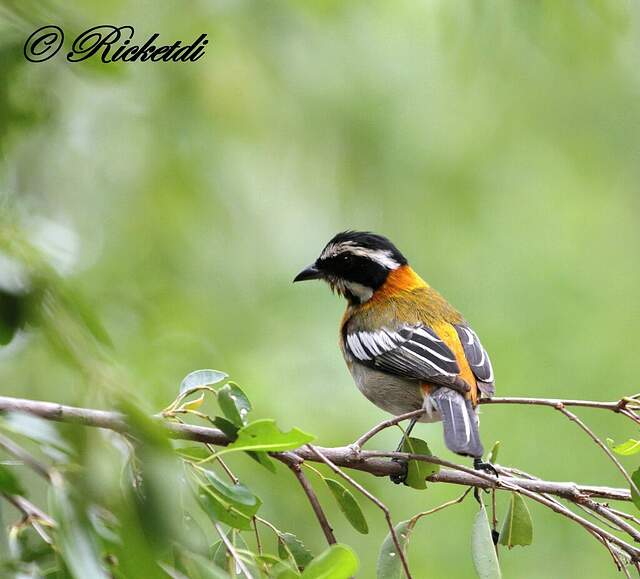 Tangara à tête rayée fori159302