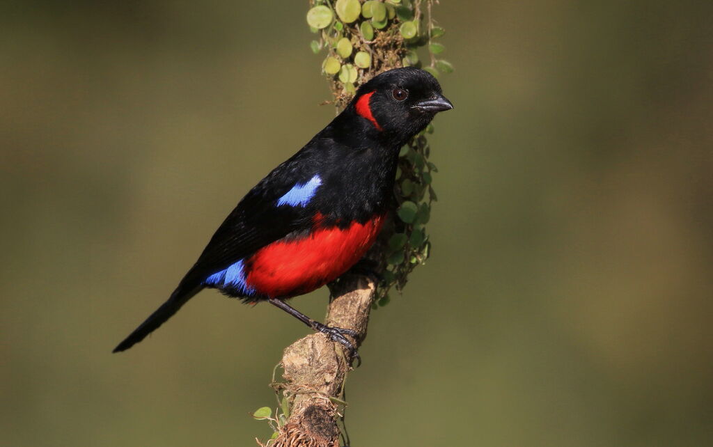 Scarlet-bellied Mountain Tanager