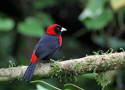 Crimson-collared Tanager