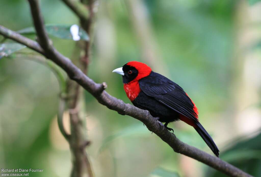 Crimson-collared Tanageradult, identification