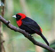 Crimson-collared Tanager